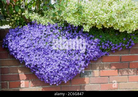 Campanula ou Bellflower traînant sur un mur de jardin en été. Plante vivace qui est entièrement robuste. Banque D'Images