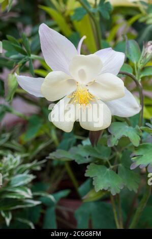 Gros plan de la fleur blanche hybride Aquilegia McKana UNE plante vivace et robuste qui fleurit au printemps et en été d'autres noms sont Columbine & Grannys Bonnet Banque D'Images