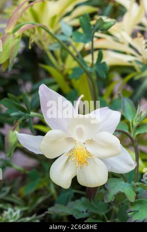 Gros plan de la fleur blanche hybride Aquilegia McKana UNE plante vivace et robuste qui fleurit au printemps et en été d'autres noms sont Columbine & Grannys Bonnet Banque D'Images