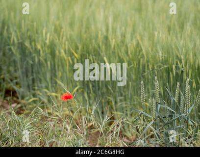 Un coquelicot dans un champ, East Lothian, Écosse, Royaume-Uni. Banque D'Images