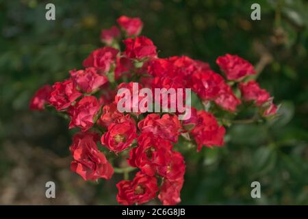 Un groupe de roses miniatures Banque D'Images