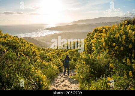 Jeune homme entre lupins jaunes (Lupinus luteus) sur des dunes de sable, vue sur la plage de sable sur la côte, Sandfly Bay, Dunedin, Otago, péninsule d'Otago Banque D'Images