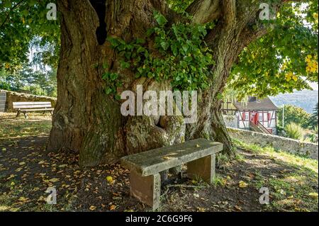 Monument naturel arbre creux, tilleul millénaire, chaux à feuilles étroites (Tilia cordata), Homberg, Ohm, Vogelsberg, Hesse, Allemagne Banque D'Images