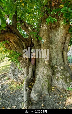 Femme debout dans un arbre creux classé monument naturel, arbre de chaux vieux de mille ans, chaux à feuilles petites (Tilia cordata), Homberg, Ohm, Vogelsberg, Hesse Banque D'Images