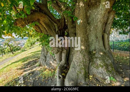 Femme debout dans un arbre creux classé monument naturel, arbre de chaux vieux de mille ans, chaux à feuilles petites (Tilia cordata), Homberg, Ohm, Vogelsberg, Hesse Banque D'Images