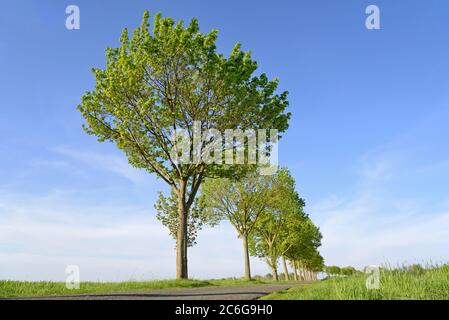 Érable (Acer), rangée d'arbres sur une route de campagne, ciel bleu, Rhénanie-du-Nord-Westphalie, Allemagne Banque D'Images