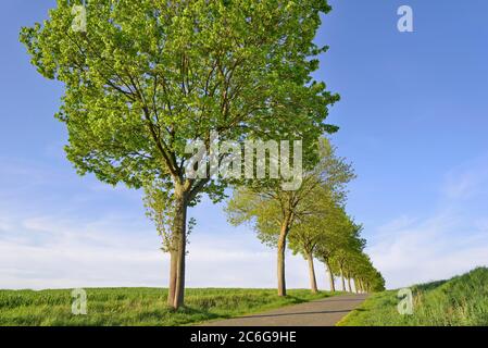 Érable (Acer), rangée d'arbres sur une route de campagne, ciel bleu, Rhénanie-du-Nord-Westphalie, Allemagne Banque D'Images