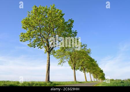 Érable (Acer), rangée d'arbres sur une route de campagne, ciel bleu, Rhénanie-du-Nord-Westphalie, Allemagne Banque D'Images