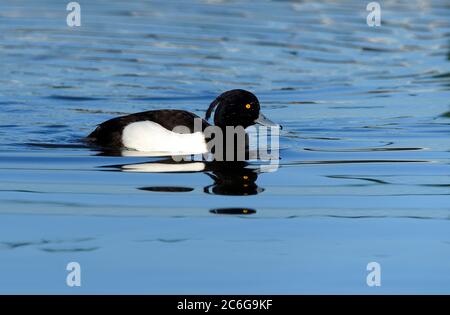 Drake le canard touffeté (Aythya fuligula) nagre dans l'eau, Basse-Rhin, Rhénanie-du-Nord-Westphalie, Allemagne Banque D'Images