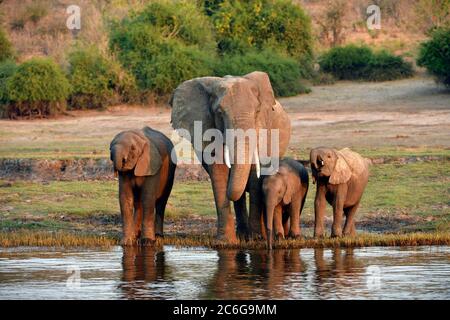 Éléphant (Loxodonta africana), femelle avec trois jeunes animaux buvant de l'eau de la rivière Chobe, parc national de Chobe, Botswana Banque D'Images