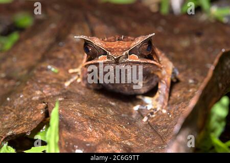 Grenouille à longues dents (Megophrys nasuta), famille des grenouilles à crapaud asiatiques (Megophryidae), Parc national de Kubah, Kuching, Sarawak, Bornéo, Malaisie Banque D'Images