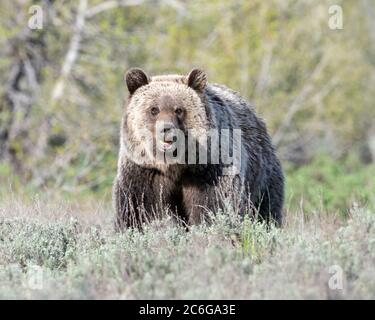 Grizzli (Ursus arctos horribilis), parc national de Grand Teton Banque D'Images