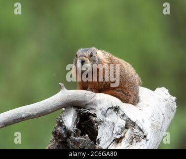 Marmot à ventre jaune, parc national de Grand Teton, Wyoming Banque D'Images