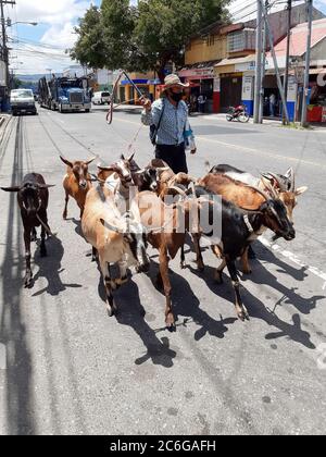 Homme herding chèvres pour vendre leur lait dans la ville de guatemala Banque D'Images