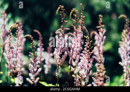 Astilbe rubra fleurs violettes dans le jardin botanique, gros plan. Banque D'Images