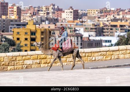 Un dromadaire quitte les Pyramides de Gizeh après une longue journée chaude dans le lieu touristique Banque D'Images
