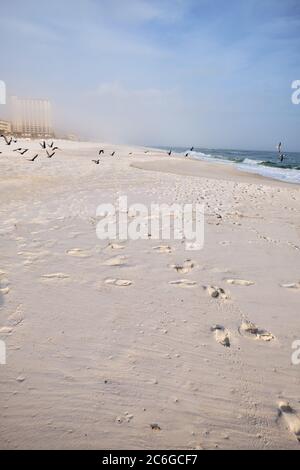 Seuls les oiseaux apprécient le calme, brumeux hiver matin sur la spectaculaire plage de sable blanc près de destin, FL. Plus tôt, les gens marchaient pieds nus en laissant des empreintes... Banque D'Images