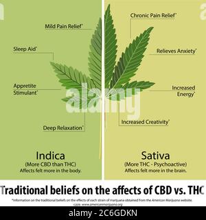 Illustration vectorielle - croyances traditionnelles des effets de la comparaison des souches Indica vs Sativa de marijuana. CBD vs THC Illustration de Vecteur