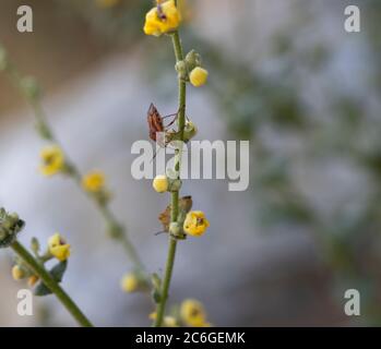 Gros plan du carpocoris purpureipennis scarabée. Banque D'Images