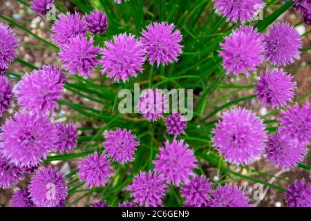 Une vue de dessus d'un groupe de plantes de fleurs de ciboulette biologique. Les fleurs sont en forme de pompon de couleur violette vive sur de longues tiges vertes vibrantes qui sont comestibles. Banque D'Images