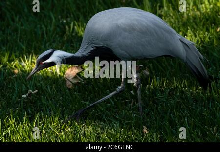 demoiselle grue recherche la nourriture dans l'herbe longues jambes yeux rouges plumes gris clair et noir Banque D'Images