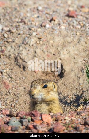 Jeune Gunnison's Prairie Dog pup (Cynomys gunnisoni), qui se délèle de la sécurité de son terrier, Monument Colorado USA. Photo prise en juillet. Banque D'Images