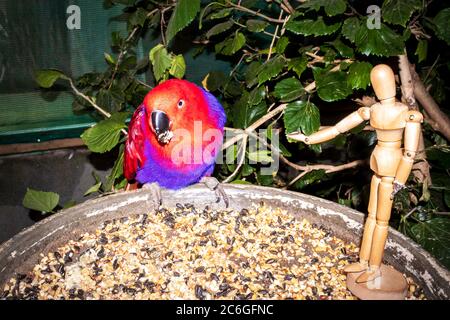 Perroquet de couleur vive perçant sur un bol alimentaire mangeant des graines d'oiseau, le Cap, Afrique du Sud Banque D'Images