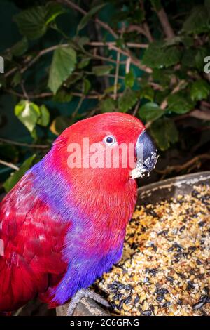 Perroquet de couleur vive perçant sur un bol alimentaire mangeant des graines d'oiseau, le Cap, Afrique du Sud Banque D'Images