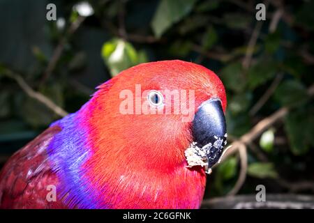 Perroquet de couleur vive perçant sur un bol alimentaire mangeant des graines d'oiseau, le Cap, Afrique du Sud Banque D'Images