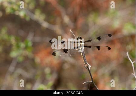 Une femelle de 12-tachetés skimmer (Libellula pulchella) libellule repose sur une branche Banque D'Images