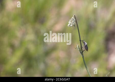 Gros plan du carpocoris purpureipennis scarabée. Banque D'Images