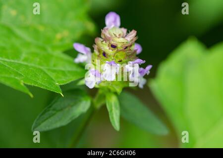 Fleurs autoHeal en été Banque D'Images