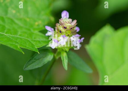 Fleurs autoHeal en été Banque D'Images