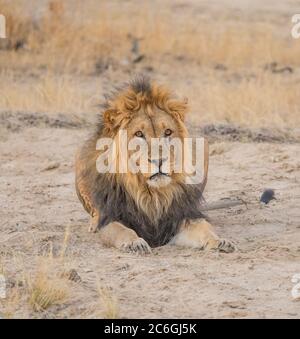 Un lion à la main noire se détendant dans le parc transfrontalier de Kgalagadi, dans le désert de Kalahari en Afrique australe. Banque D'Images
