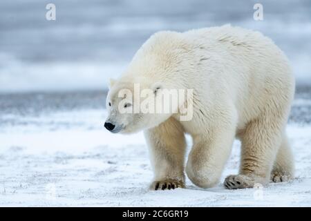 Ours polaire (Ursus maritimus) à Kaktovik, en Alaska Banque D'Images