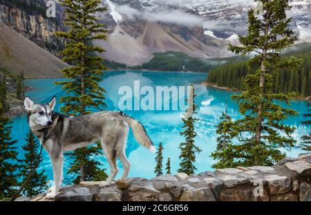 Voyager avec un chien. Chien sur le bord du lac dans le magnifique lac Moraine, Canada, parc national Banff Banque D'Images