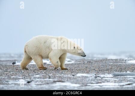 Ours polaire (Ursus maritimus) à Kaktovik, en Alaska Banque D'Images