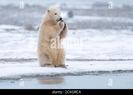 Ours polaire (Ursus maritimus) à Kaktovik, en Alaska Banque D'Images