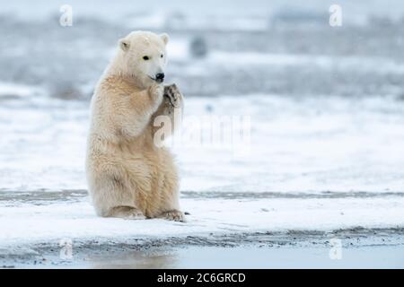 Ours polaire (Ursus maritimus) à Kaktovik, en Alaska Banque D'Images