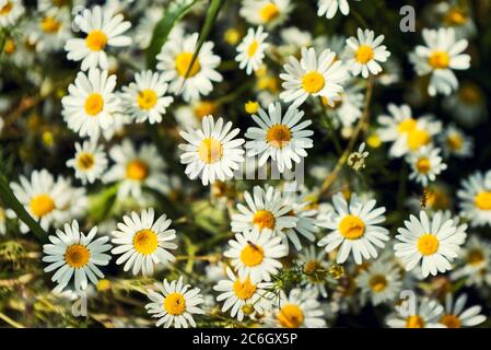 Fleur complète de fleurs de camomille ou de camomille. Fleur de pâquerette. Banque D'Images