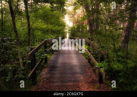 Un passage en bois mène à travers la forêt. Promenade en bois. Sentier nature. Concept de la nature et du voyage. Banque D'Images