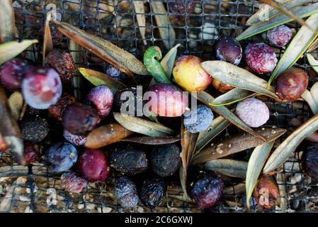 Pile d'olives noires sur le filet pendant la récolte. Lesbos. Grèce. Banque D'Images