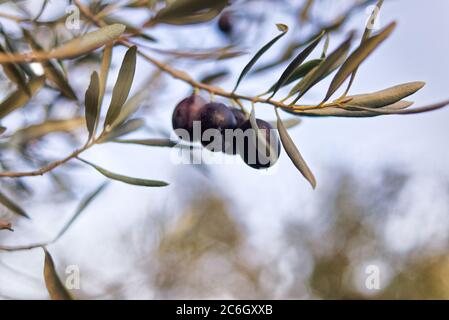 Pile d'olives noires sur l'arbre pendant la récolte. Lesbos. Grèce.