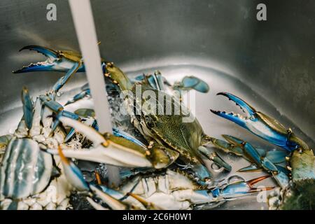 Crabes bleus vivants dans l'évier de cuisine. Banque D'Images