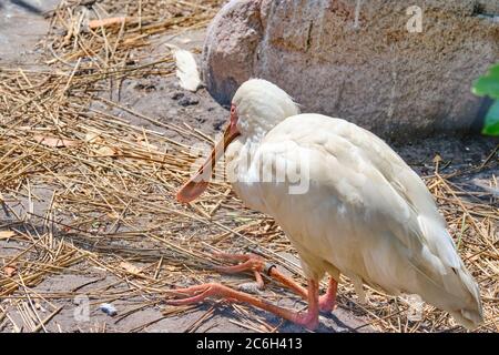 Le spoonbill africain dorment au soleil, se concentre sur l'œil Banque D'Images