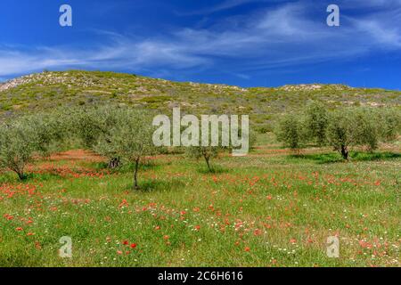 Un champ coloré, un beau jour de printemps. (Alt Emporda, près du réservoir de Boadella, Espagne, Catalogne) Banque D'Images