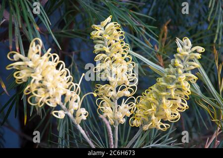 Grevillea 'Honey Gem', une australienne, fleurit à Melbourne, en Australie Banque D'Images