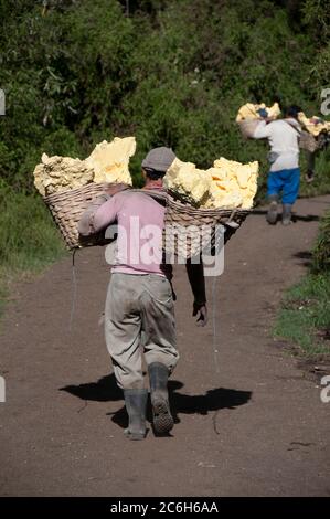 Des hommes locaux transportant des blocs de soufre dans des paniers en descendant du cratère, Mont Ijen, Java-est, Indonésie Banque D'Images