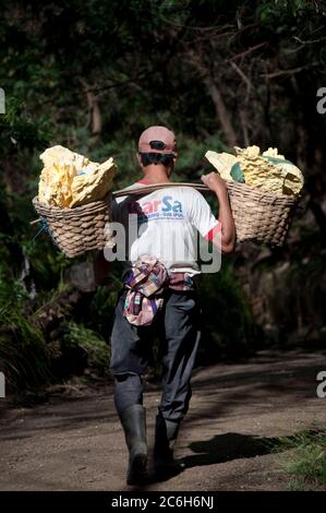 Homme local transportant des blocs de soufre dans des paniers en descendant du cratère, Mont Ijen, Java-est, Indonésie Banque D'Images