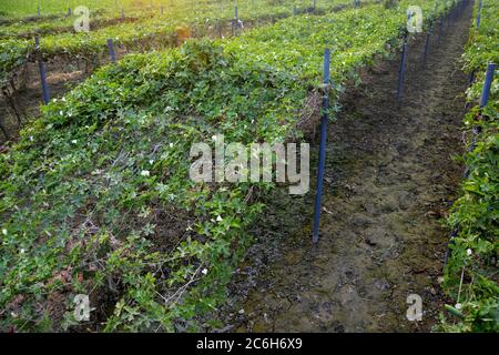 Vignes de légumes Kudri cultivées sur un sol surélevé par des cordes en Inde, également connu sous le nom de coccinia grandis, gourde de lierre, gourde de scarlet, focalisation sélective Banque D'Images